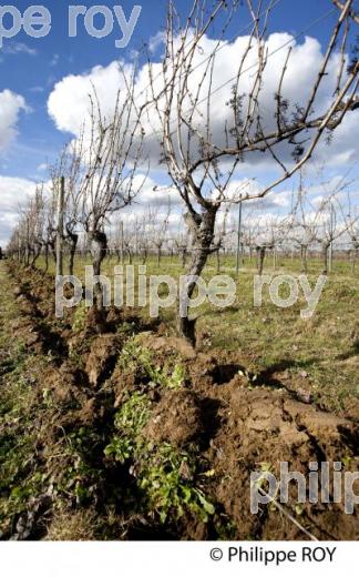 Travail de sol - Hiver - Vignoble de Bordeaux (33V31603.jpg)