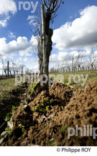 Travail de sol - Hiver - Vignoble de Bordeaux (33V31604.jpg)