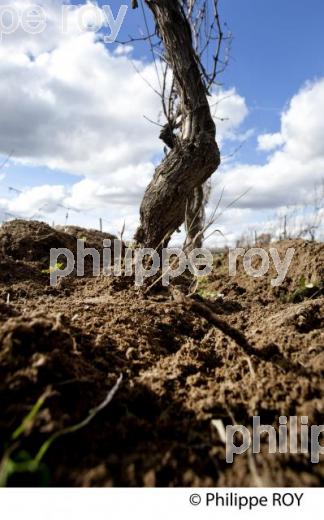 Travail de sol - Hiver - Vignoble de Bordeaux (33V31605.jpg)