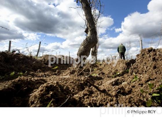 Travail de sol - Hiver - Vignoble de Bordeaux (33V31610.jpg)