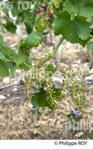 MILERANDAGE , RAISIN, VIGNOBLE DE BORDEAUX (33V31904.jpg)