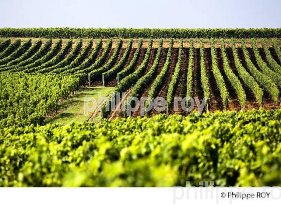 Vignoble de l'entre deux mers (33V32109.jpg)