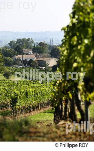Vignoble de l'entre deux mers (33V32112.jpg)