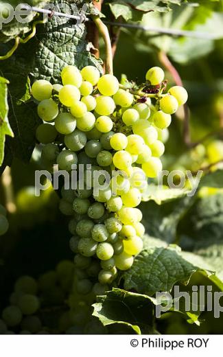 Veraison du raisin, cycle vgtatif de la vigne (33V32115.jpg)