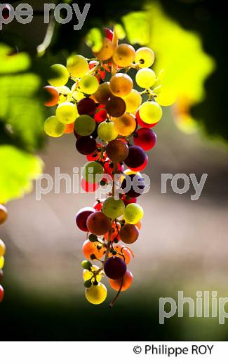 Veraison du raisin, cycle vgtatif de la vigne (33V32116.jpg)