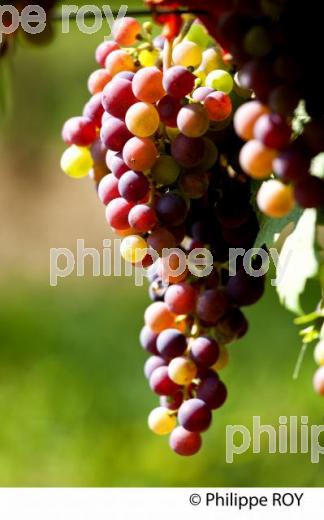 Veraison du raisin, cycle vgtatif de la vigne (33V32118.jpg)