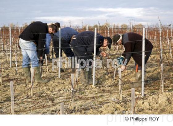 TAILLE DE LA VIGNE EN MEDOC, GIRONDE, FRANCE (33V32922.jpg)