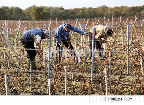 TAILLE DE LA VIGNE EN MEDOC, GIRONDE, FRANCE (33V32923.jpg)