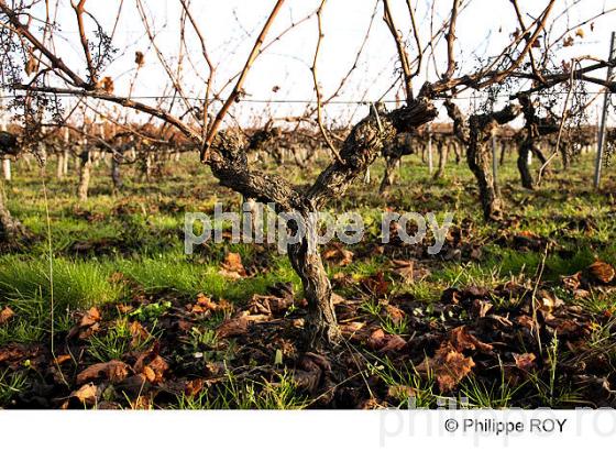 TAILLE DE LA VIGNE EN MEDOC, GIRONDE, FRANCE (33V32924.jpg)