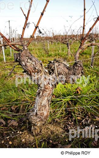 TAILLE DE LA VIGNE EN MEDOC, GIRONDE, FRANCE (33V32926.jpg)