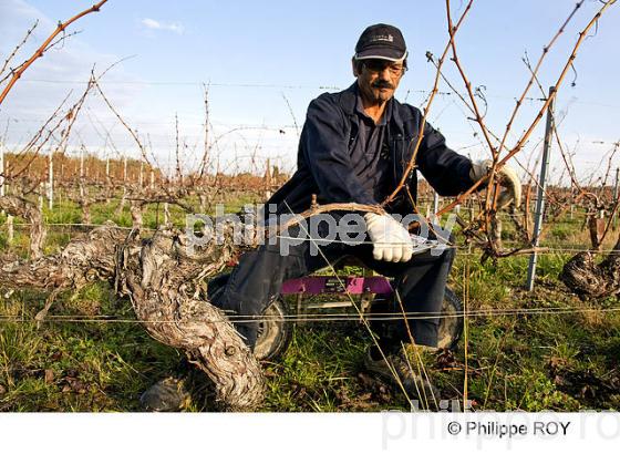 TAILLE DE LA VIGNE EN MEDOC, GIRONDE, FRANCE (33V32940.jpg)