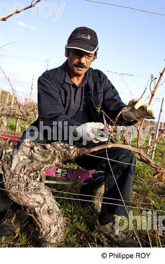 TAILLE DE LA VIGNE EN MEDOC, GIRONDE, FRANCE (33V33004.jpg)