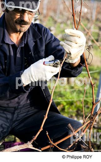 TAILLE DE LA VIGNE EN MEDOC, GIRONDE, FRANCE (33V33005.jpg)