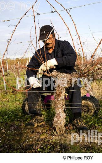 TAILLE DE LA VIGNE EN MEDOC, GIRONDE, FRANCE (33V33006.jpg)