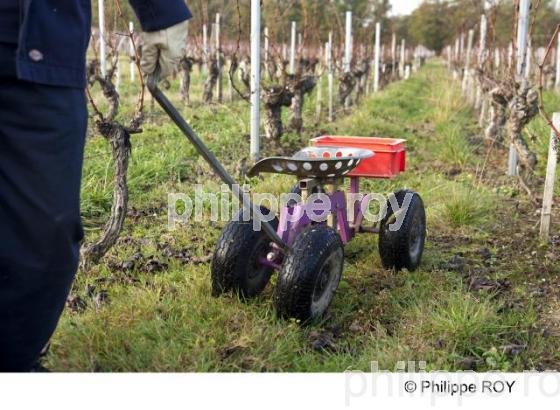 TAILLE DE LA VIGNE EN MEDOC, GIRONDE, FRANCE (33V33008.jpg)