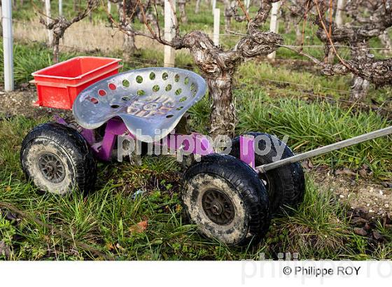 TAILLE DE LA VIGNE EN MEDOC, GIRONDE, FRANCE (33V33009.jpg)