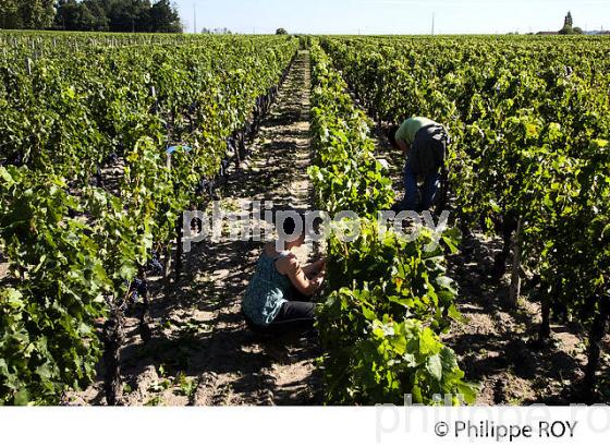 VENDANGE VERTE, VIGNOBLE DE BORDEAUX (33V33010.jpg)