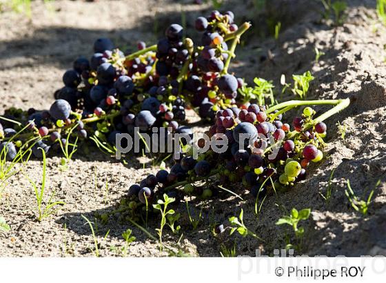 VENDANGE VERTE, VIGNOBLE DE BORDEAUX (33V33014.jpg)