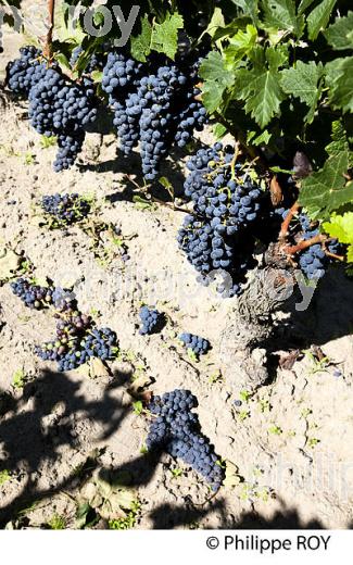 RAISIN ROUGE, CEPAGE MERLOT, VIGNOBLE BORDELAIS (33V33019.jpg)