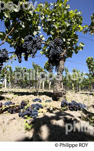 RAISIN ROUGE, CEPAGE MERLOT, VIGNOBLE BORDELAIS (33V33020.jpg)
