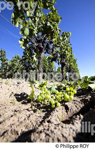 VENDANGE VERTE, VIGNOBLE DE BORDEAUX (33V33021.jpg)