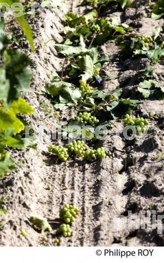 VENDANGE VERTE, VIGNOBLE DE BORDEAUX (33V33022.jpg)