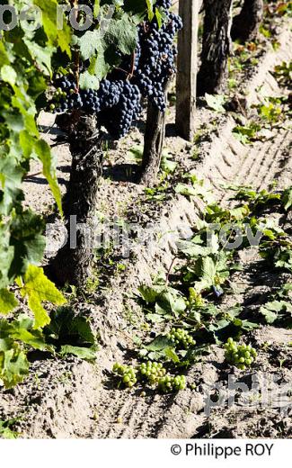 VENDANGE VERTE, VIGNOBLE DE BORDEAUX (33V33023.jpg)
