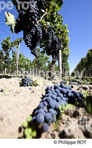 VENDANGE VERTE, VIGNOBLE DE BORDEAUX (33V33024.jpg)