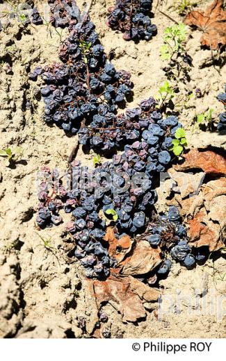 VENDANGE VERTE, VIGNOBLE DE BORDEAUX (33V33026.jpg)