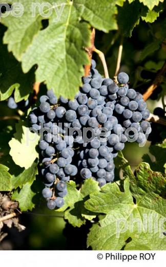 RAISIN ROUGE, CEPAGE MERLOT, VIGNOBLE BORDELAIS (33V33033.jpg)