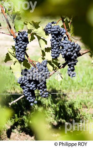 RAISIN ROUGE, CEPAGE MERLOT, VIGNOBLE BORDELAIS (33V33034.jpg)