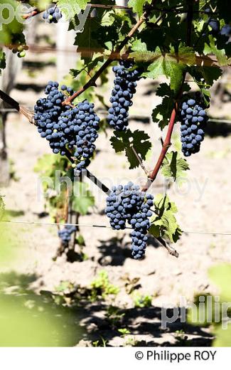 RAISIN ROUGE, CEPAGE MERLOT, VIGNOBLE BORDELAIS (33V33035.jpg)