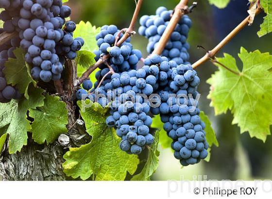 RAISIN ROUGE, CEPAGE MERLOT, VIGNOBLE BORDELAIS (33V33036.jpg)