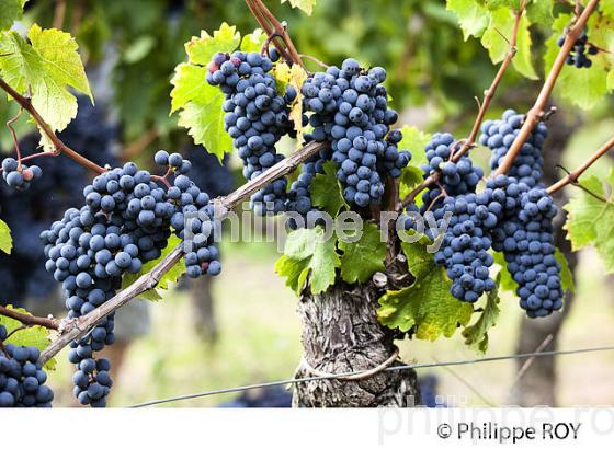 RAISIN ROUGE, CEPAGE MERLOT, VIGNOBLE BORDELAIS (33V33037.jpg)