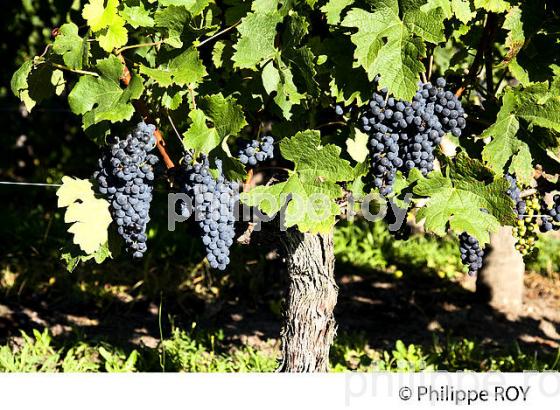 RAISIN ROUGE, CEPAGE MERLOT, VIGNOBLE BORDELAIS (33V33039.jpg)
