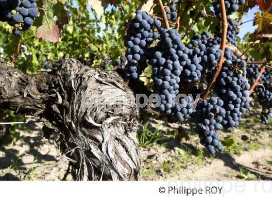 RAISIN ROUGE, CEPAGE MERLOT, VIGNOBLE BORDELAIS (33V33040.jpg)