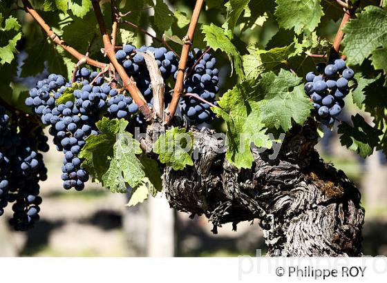 RAISIN ROUGE, CEPAGE MERLOT, VIGNOBLE BORDELAIS (33V33101.jpg)