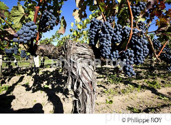 RAISIN ROUGE, CEPAGE MERLOT, VIGNOBLE BORDELAIS (33V33102.jpg)
