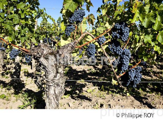 RAISIN ROUGE, CEPAGE MERLOT, VIGNOBLE BORDELAIS (33V33105.jpg)