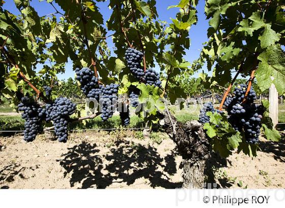 RAISIN ROUGE, CEPAGE MERLOT, VIGNOBLE BORDELAIS (33V33106.jpg)