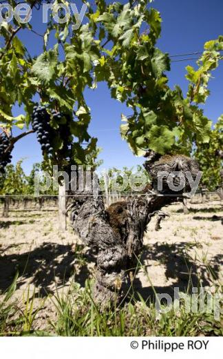 RAISIN ROUGE, CEPAGE MERLOT, VIGNOBLE BORDELAIS (33V33113.jpg)
