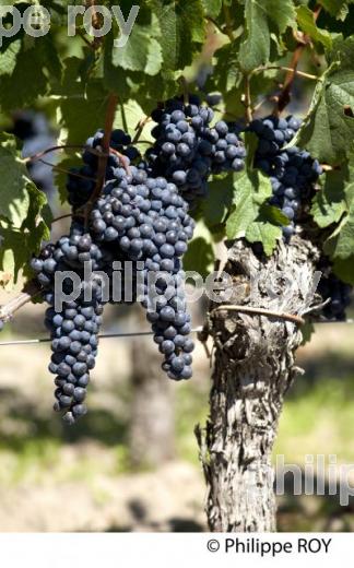RAISIN ROUGE, CEPAGE CABERNET SAUVIGNON, VIGNOBLE BORDELAIS (33V33115.jpg)