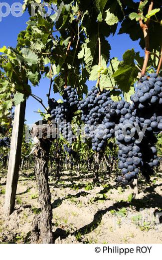 GRAPPE RAISIN , AOC SAINT-EMILION, GIRONDE, FRANCE (33V33117.jpg)