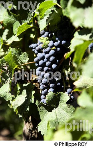 RAISIN ROUGE, CEPAGE MERLOT, VIGNOBLE BORDELAIS (33V33118.jpg)