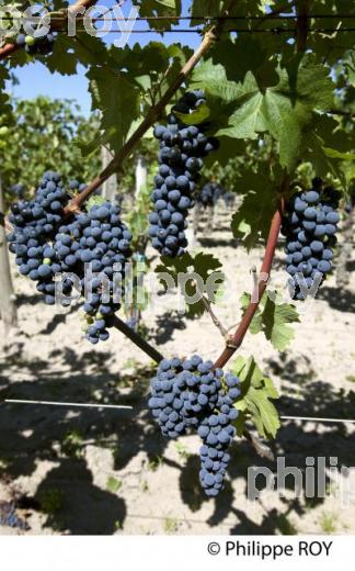 RAISIN ROUGE, CEPAGE MERLOT, VIGNOBLE BORDELAIS (33V33120.jpg)