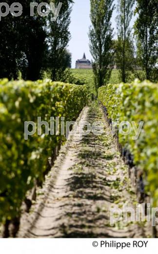 VIGNOBLE DE SAINT EMILION, GIRONDE (33V33122.jpg)