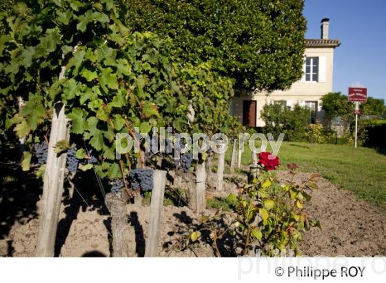 CHATEAU HAUT SEGOTTES, VIN DE SAINT EMILION, GIRONDE (33V33130.jpg)