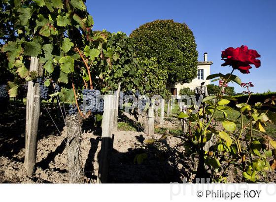 CHATEAU HAUT SEGOTTES, VIN DE SAINT EMILION, GIRONDE (33V33131.jpg)