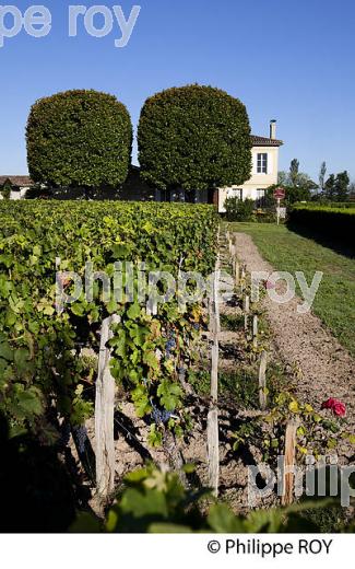 CHATEAU HAUT SEGOTTES, VIN DE SAINT EMILION, GIRONDE (33V33136.jpg)