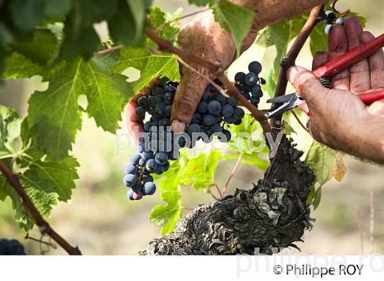 VENDANGE MANUELLE DE RAISIN ROUGE, VIGNOBLE DE SAINT EMILION, GIRONDE (33V33314.jpg)